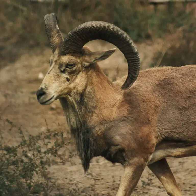 afghan urial hunt