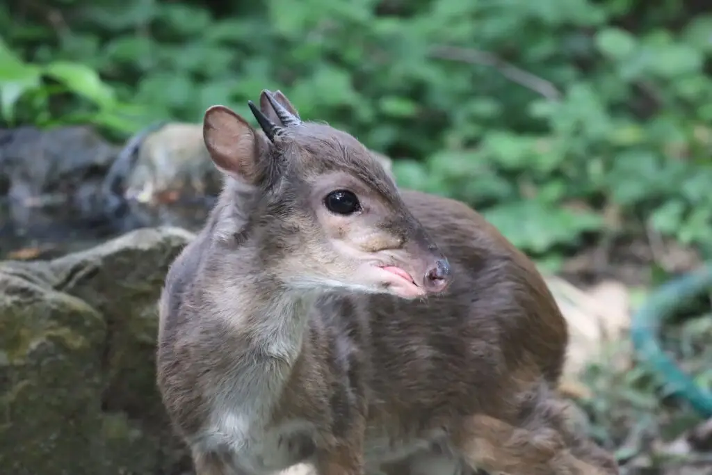 blue duiker hunt africa
