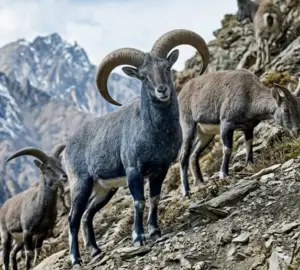 blue sheep hunt