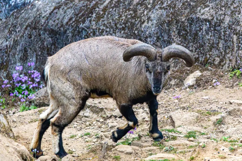 blue sheep hunt texas