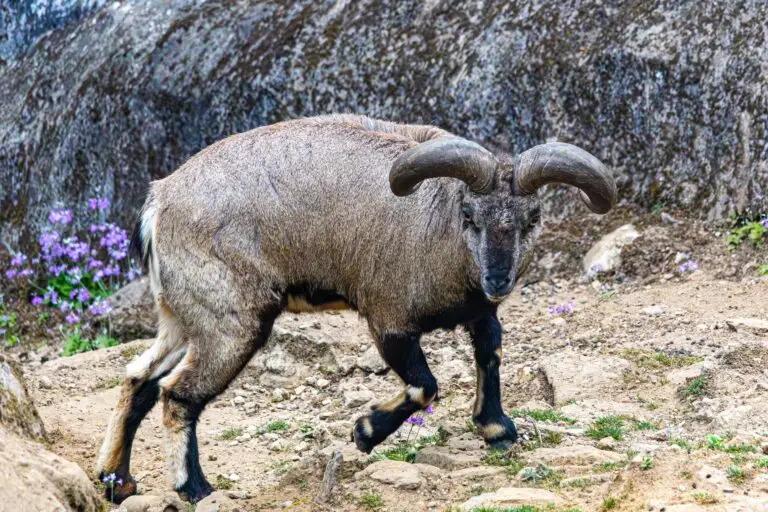 blue sheep hunt texas