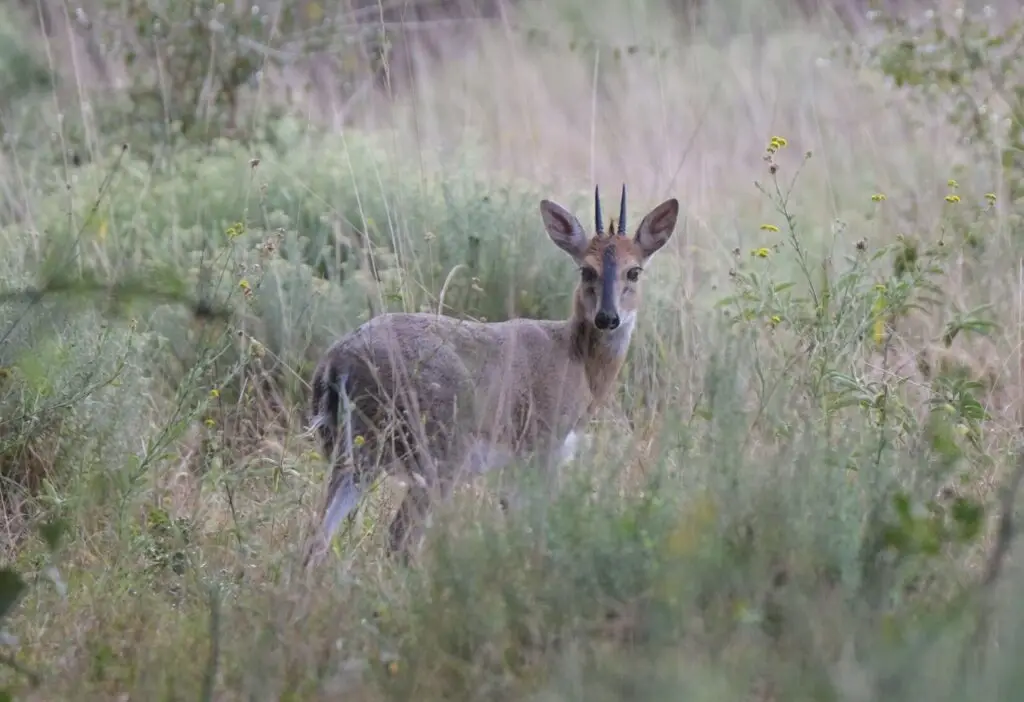 common duiker hunt africa