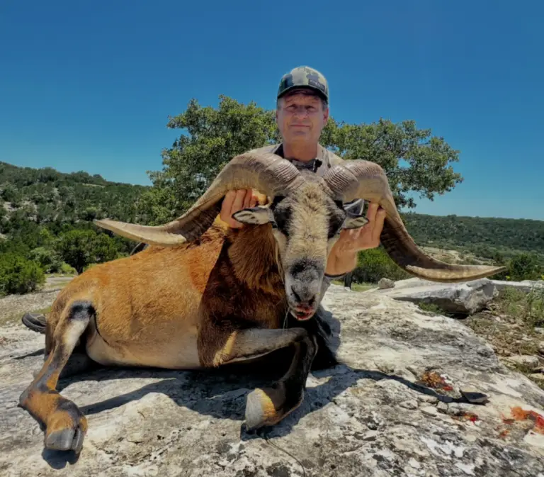 corsican hunt texas