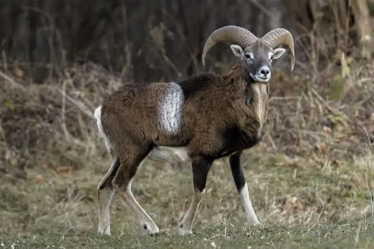 Armenian mouflon sheep hunt