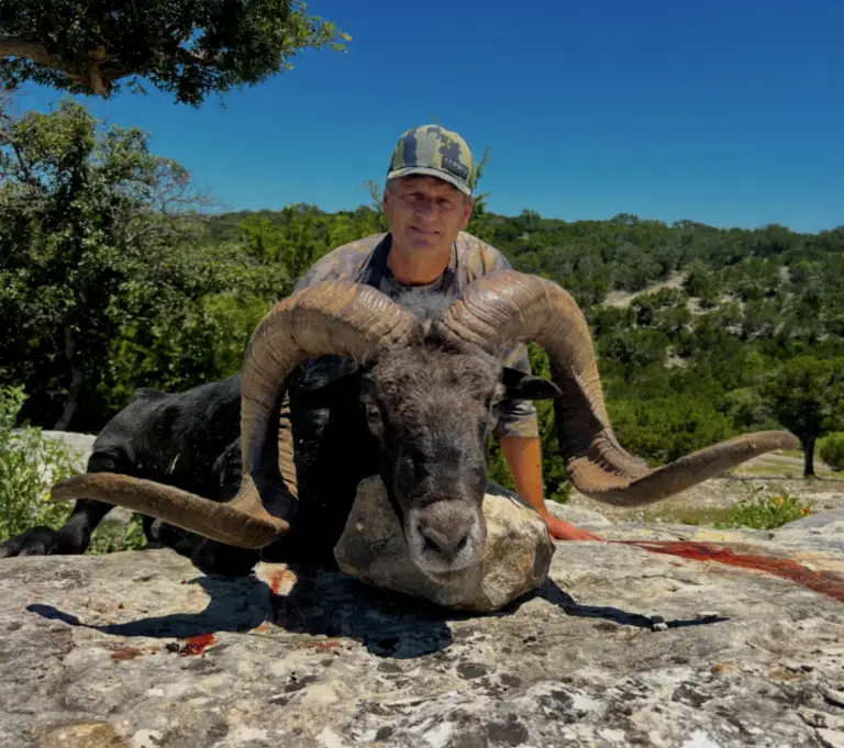 hawaiian black sheep hunt texas