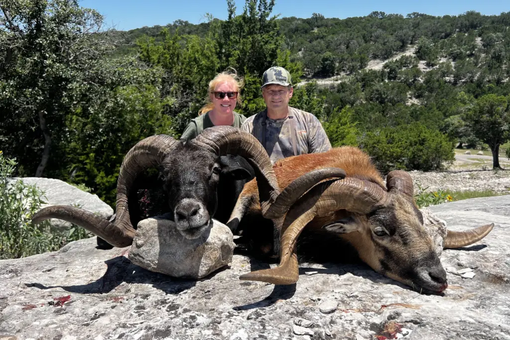 hawaiian black sheep hunting texas