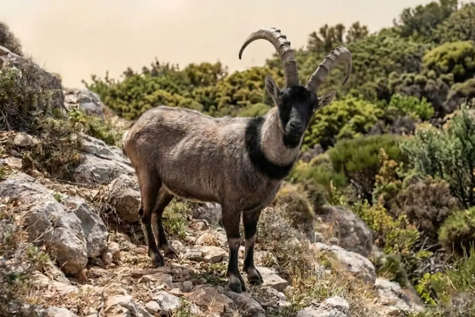 kri kri ibex hunt