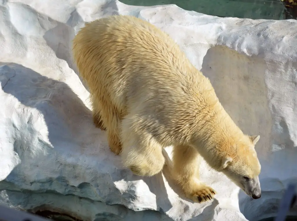 polar bear hunt