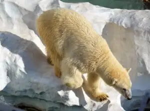 polar bear hunt