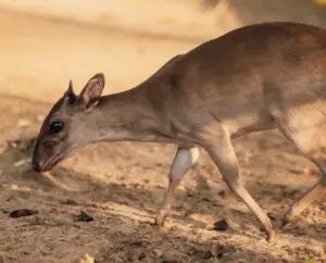 red duiker hunt africa