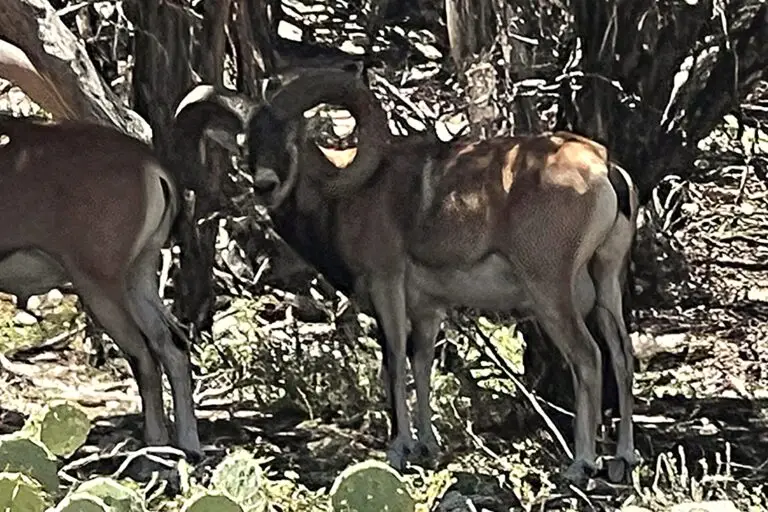 red sheep hunt texas