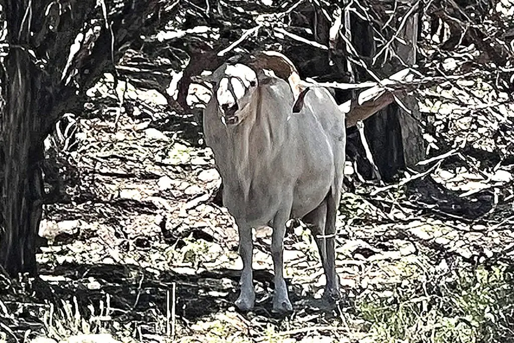 texas dall sheep hunt texas