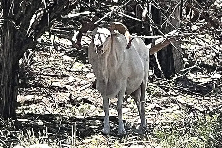 texas dall sheep hunt texas