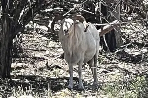 texas dall sheep hunt texas