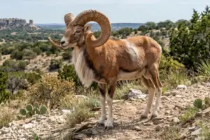 transcaspian urial hunt texas