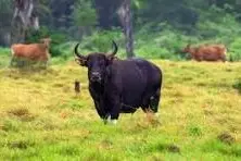 banteng hunt australia