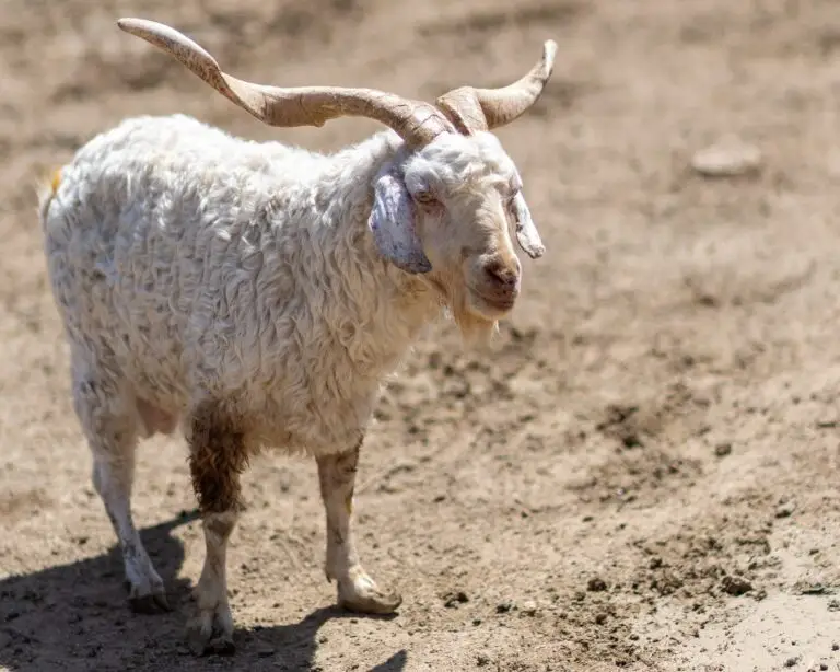 angora goat hunt texas