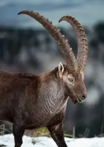 bezoar ibex hunt