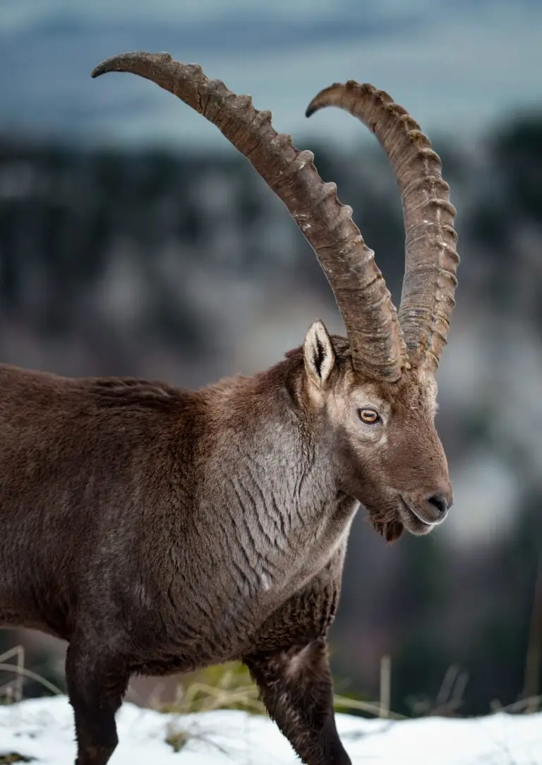 bezoar ibex hunt