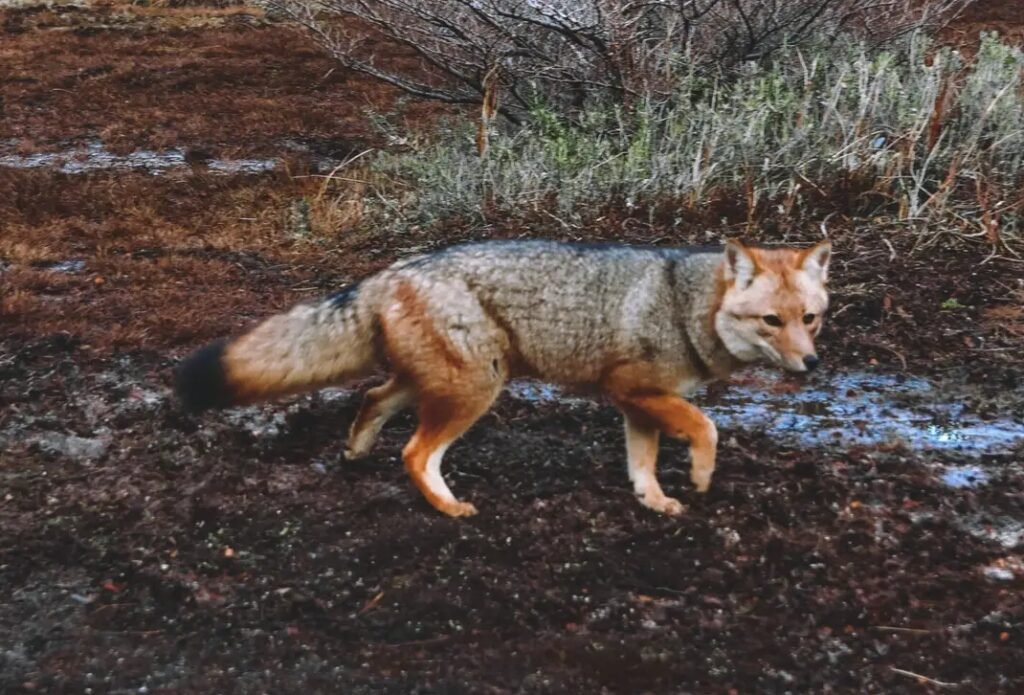 predator hunt texas