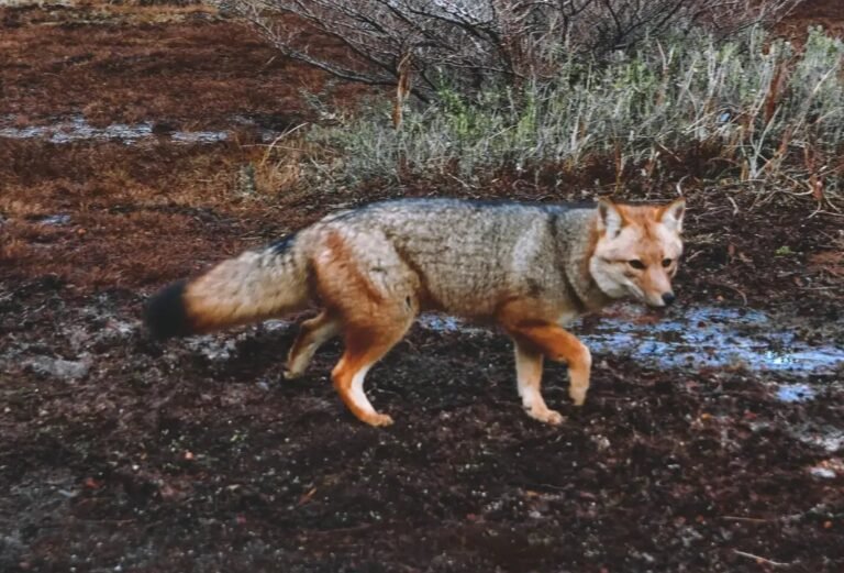 predator hunt texas