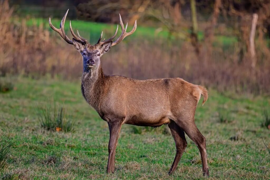red stag hunt texas