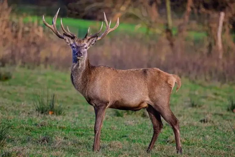 red stag hunt texas