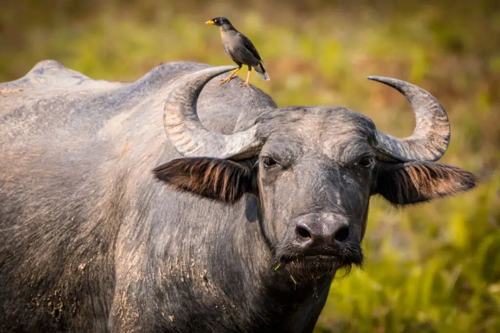 water buffalo hunt texas