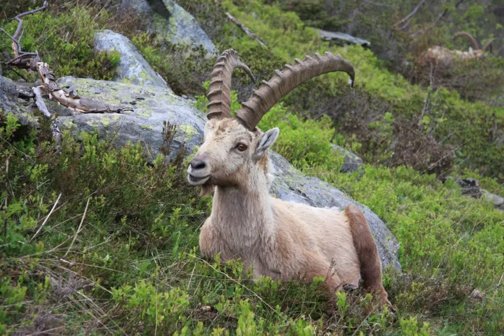 alpine ibex