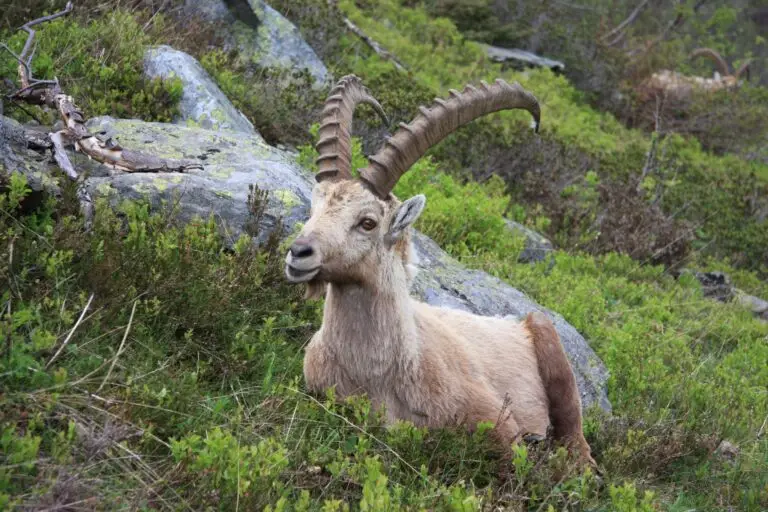alpine ibex