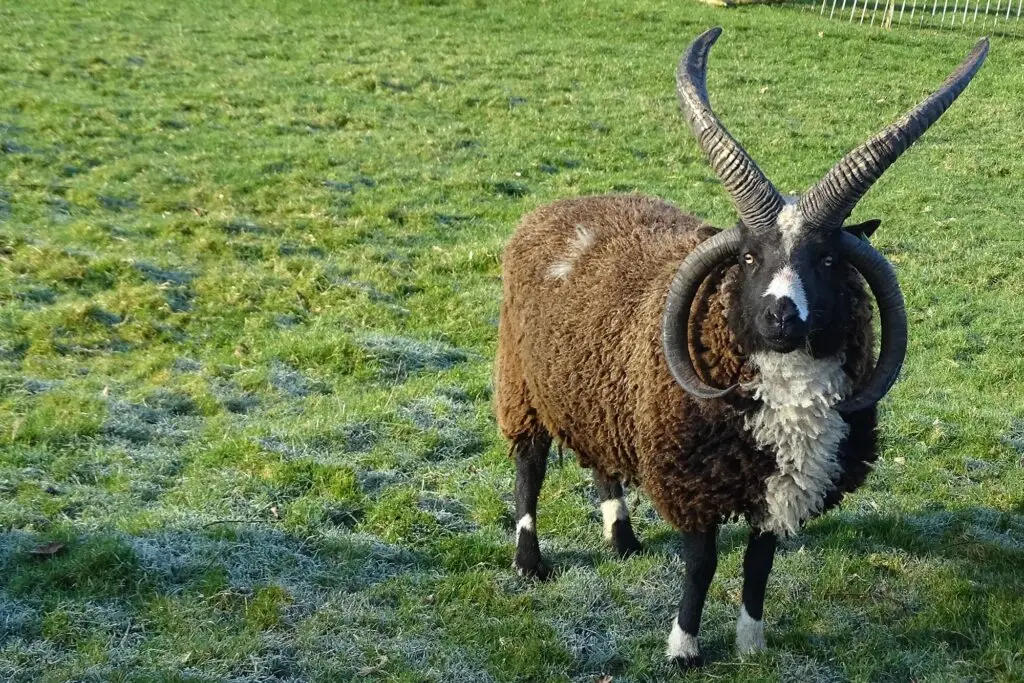 jacobs four horn sheep