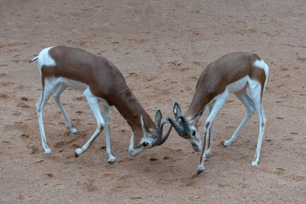 persian gazelle