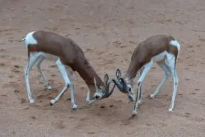 persian gazelle