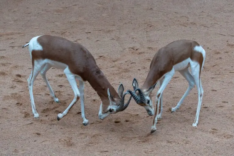 persian gazelle